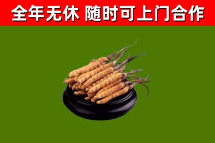 平乡县回收冬虫夏草