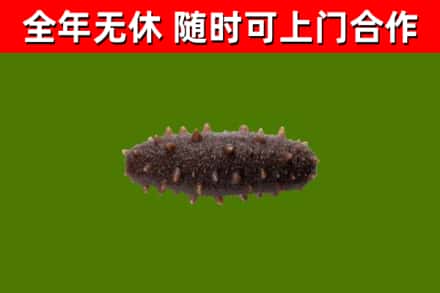 平乡县回收海参干